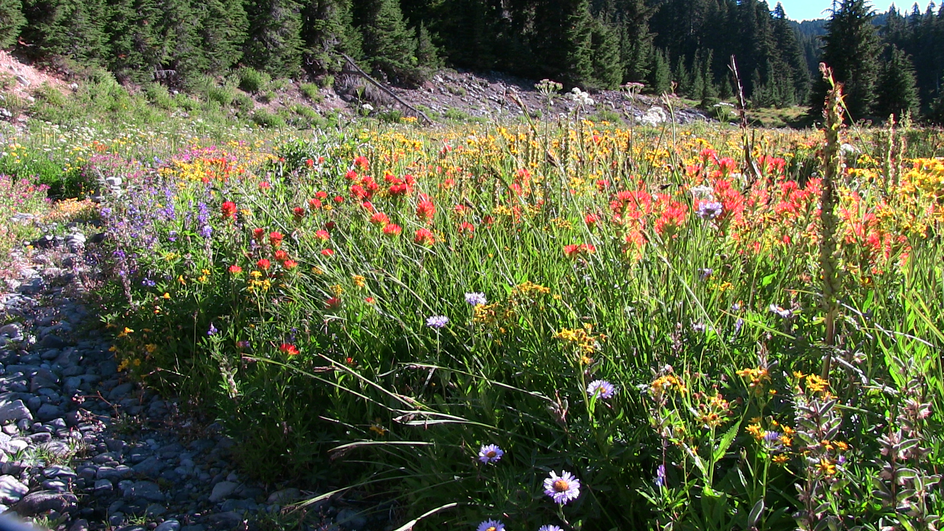 Meadow wildflowers in Jefferson Park, Oregon at the 6000 foot elevation.
