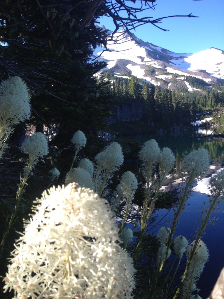 Wildflowers, Scout Lake and Mt. Jefferson