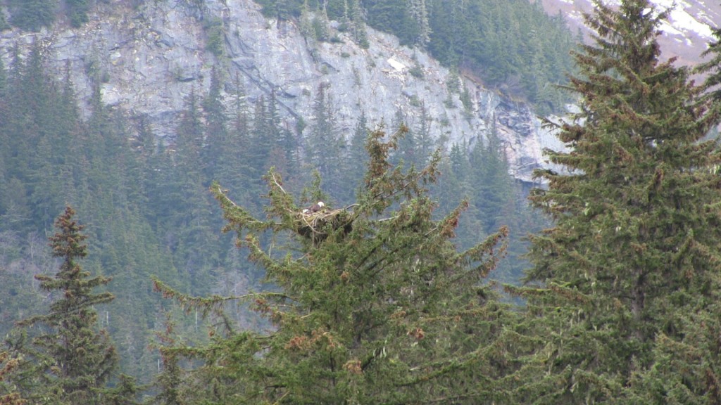 A bald eagle in its nest