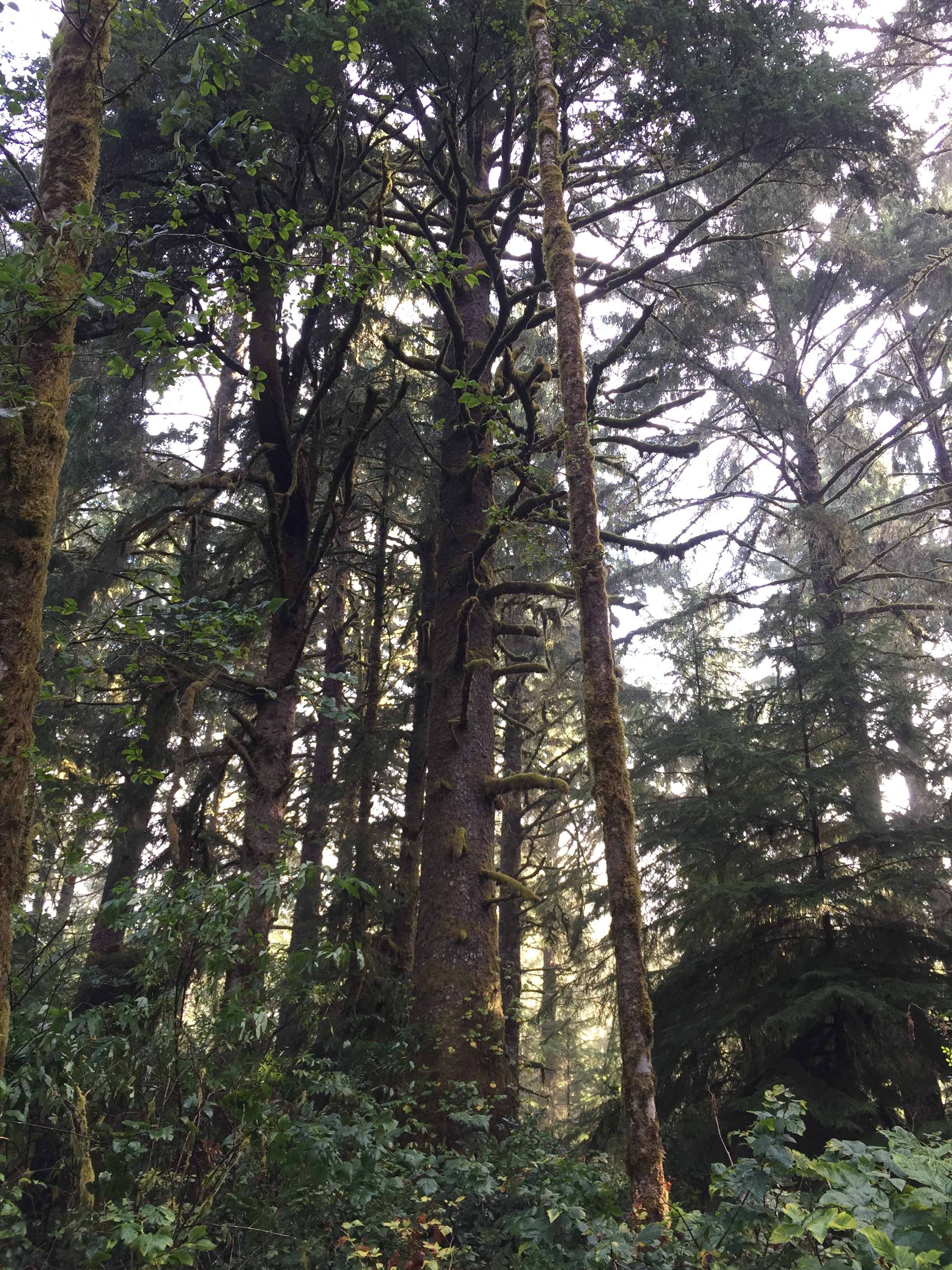 Shabbat morning as the sun is shining through a forest of giant, moss-covered sitka spruces.