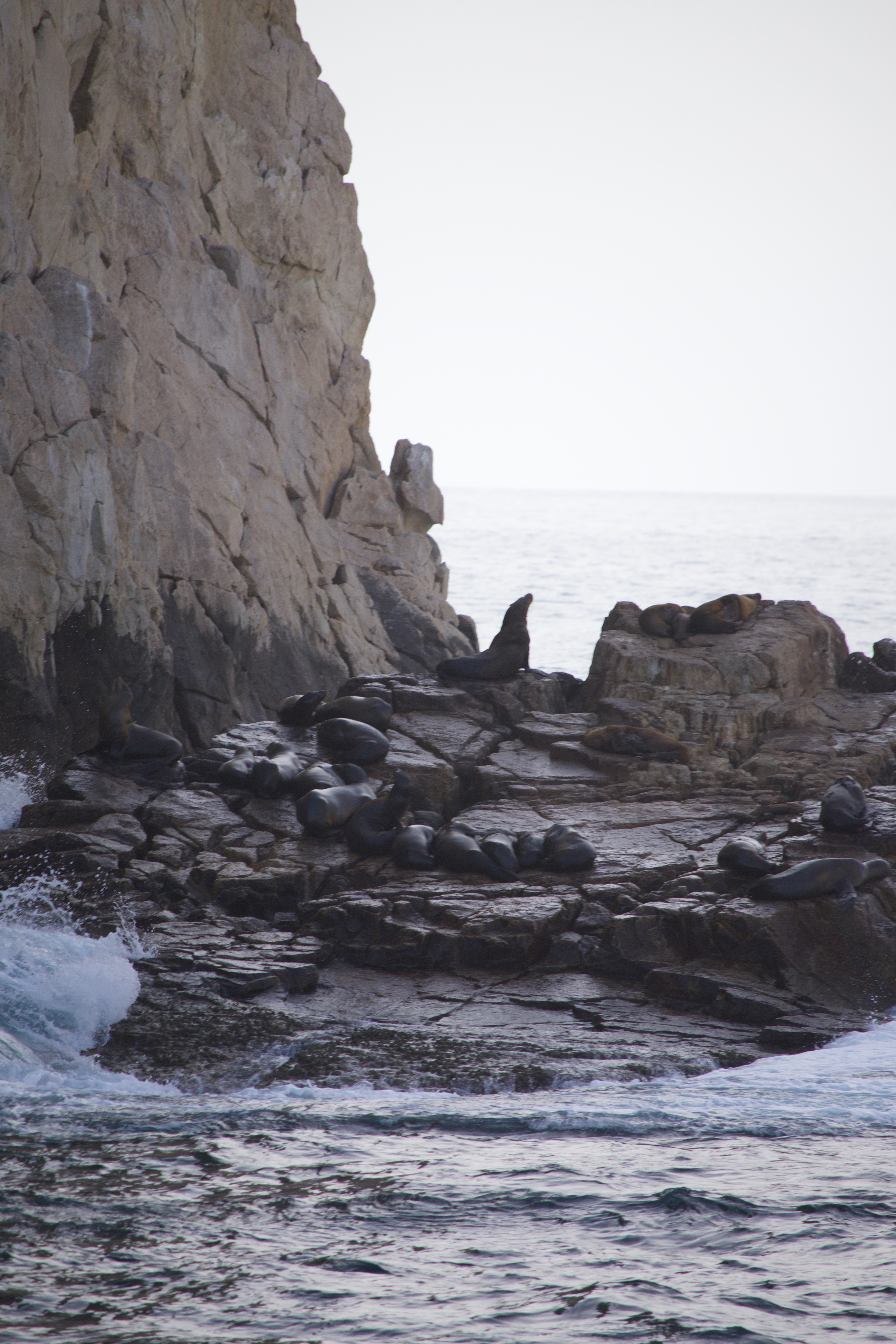 Seals on the rocks at Cabo San Lucas.