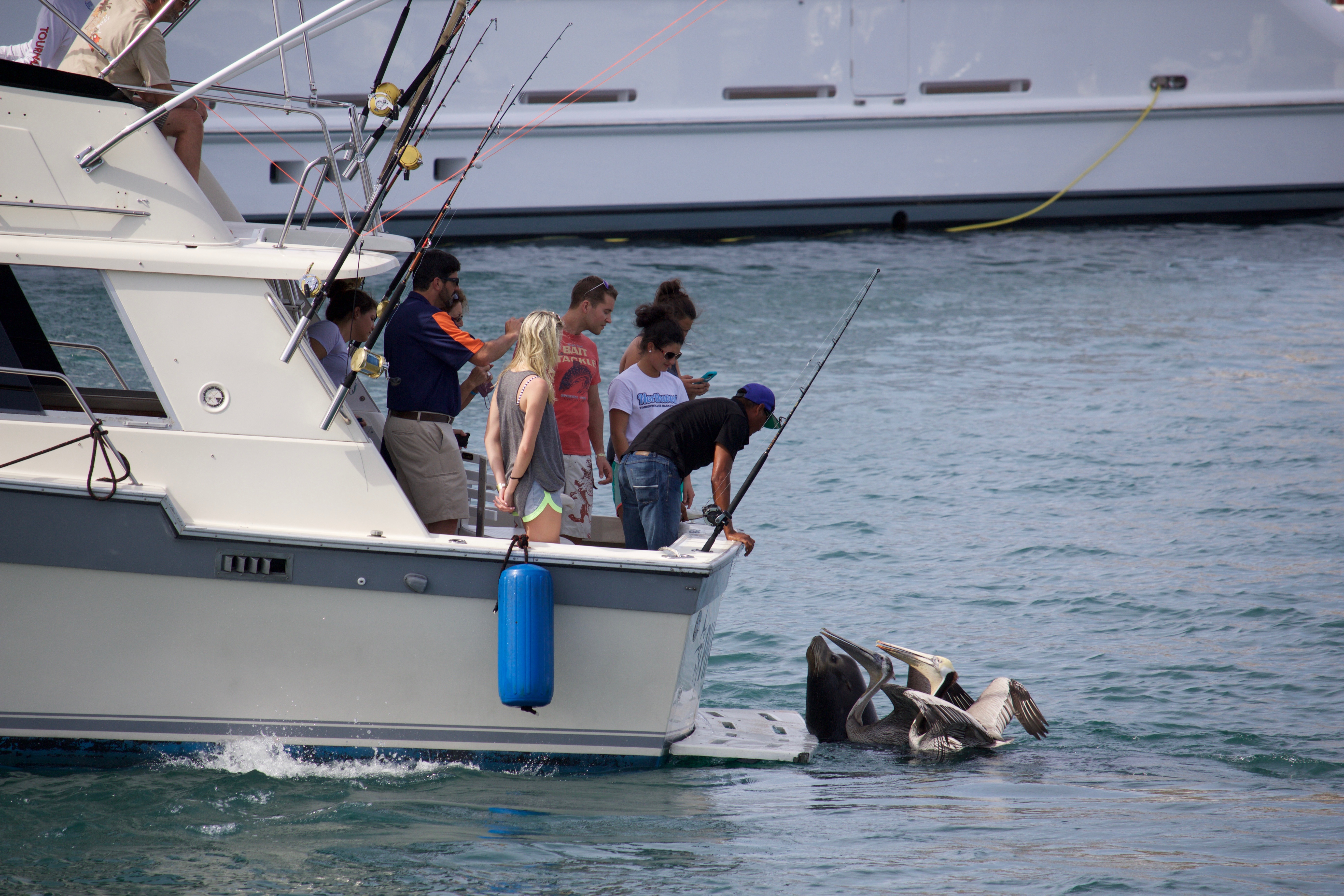 A seal and pelicans on public assistance at Cabo San Lucas.