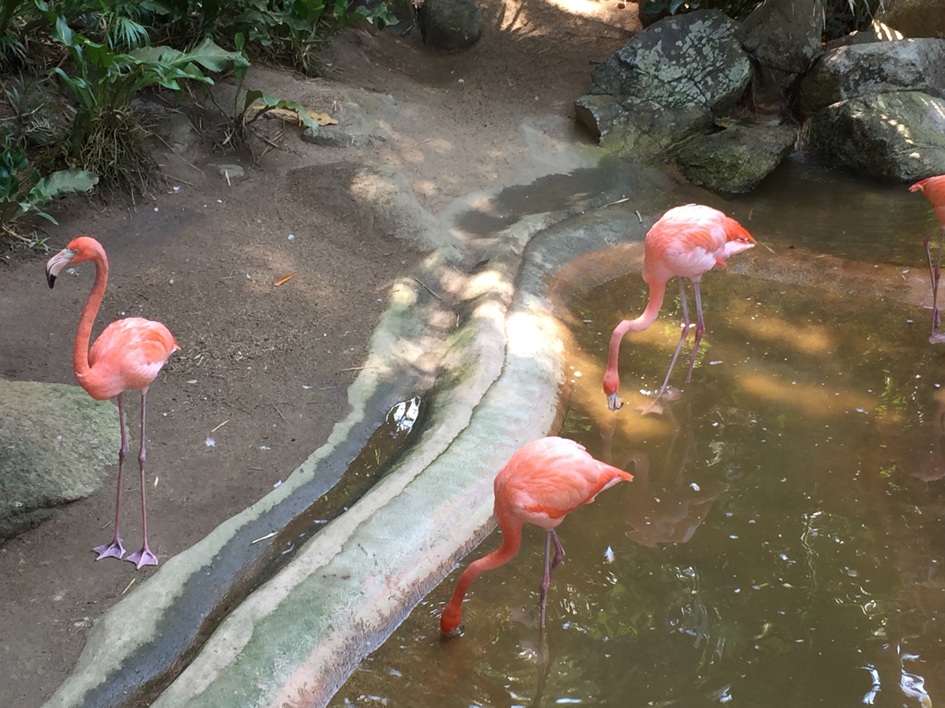 Pink flamingos at Las Calitas.
