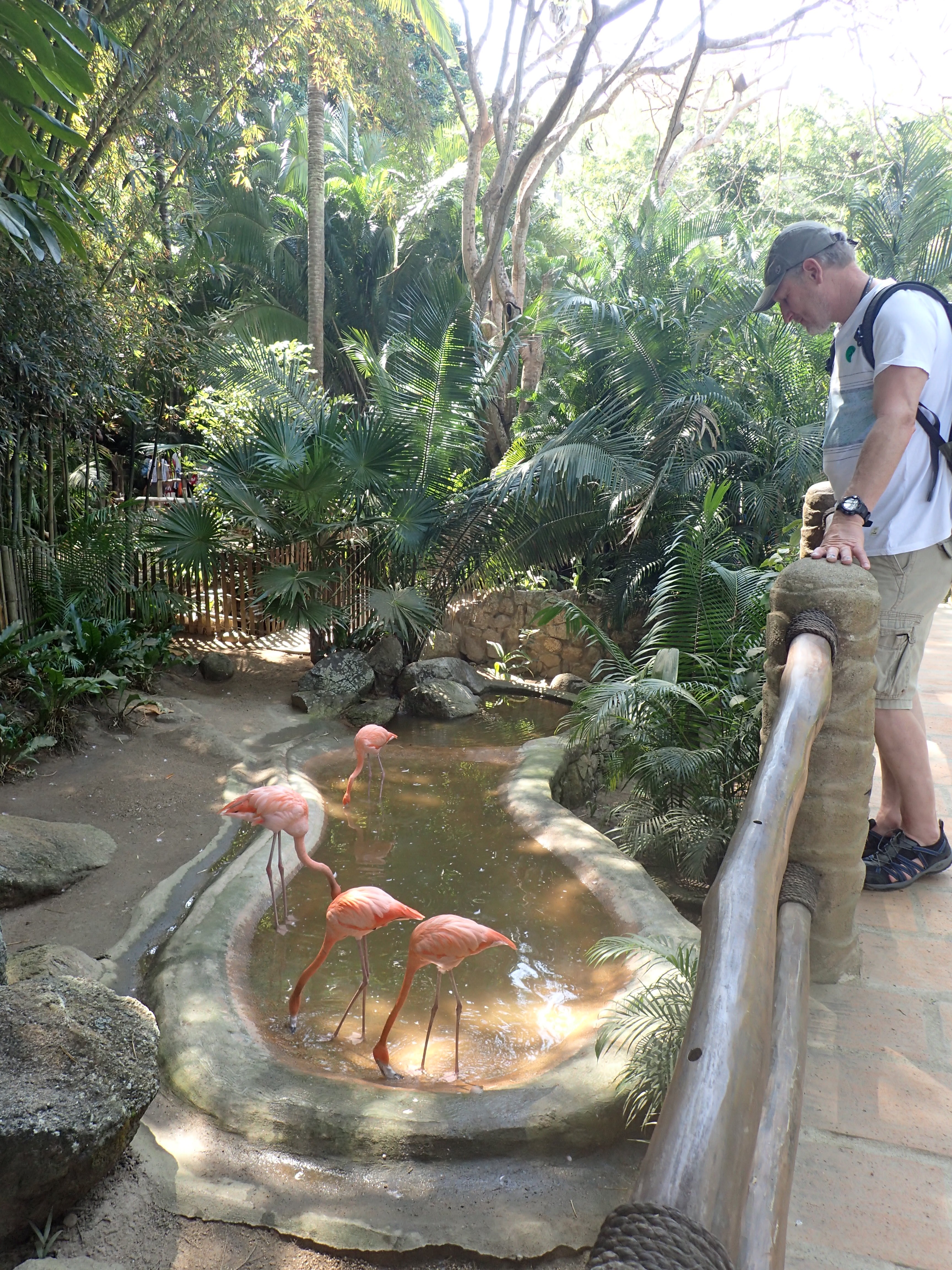 Natan admiring the pink flamingos at Las Calitas.