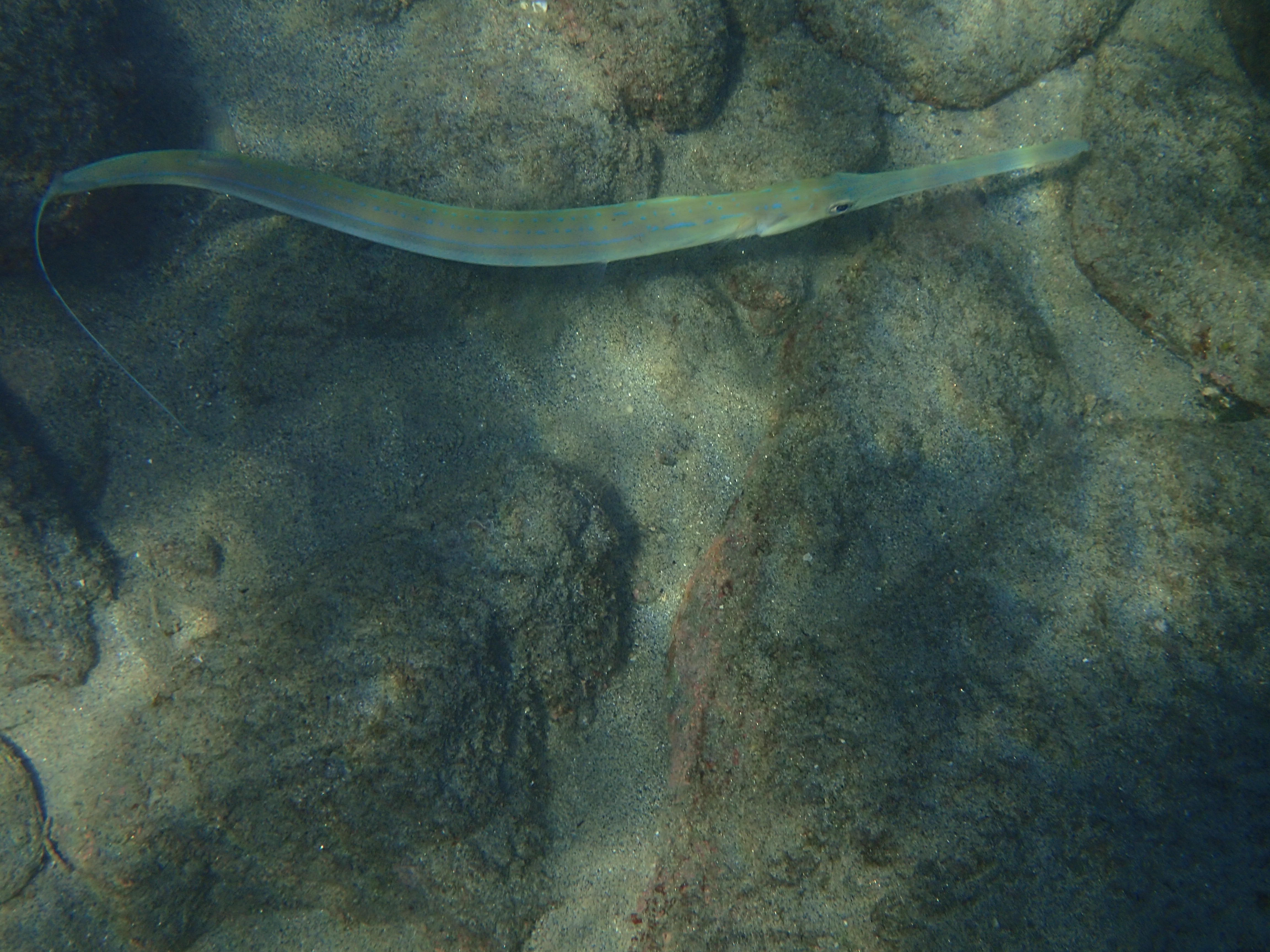 Though not very colorful, this was the most bizarre fish of all that I saw.