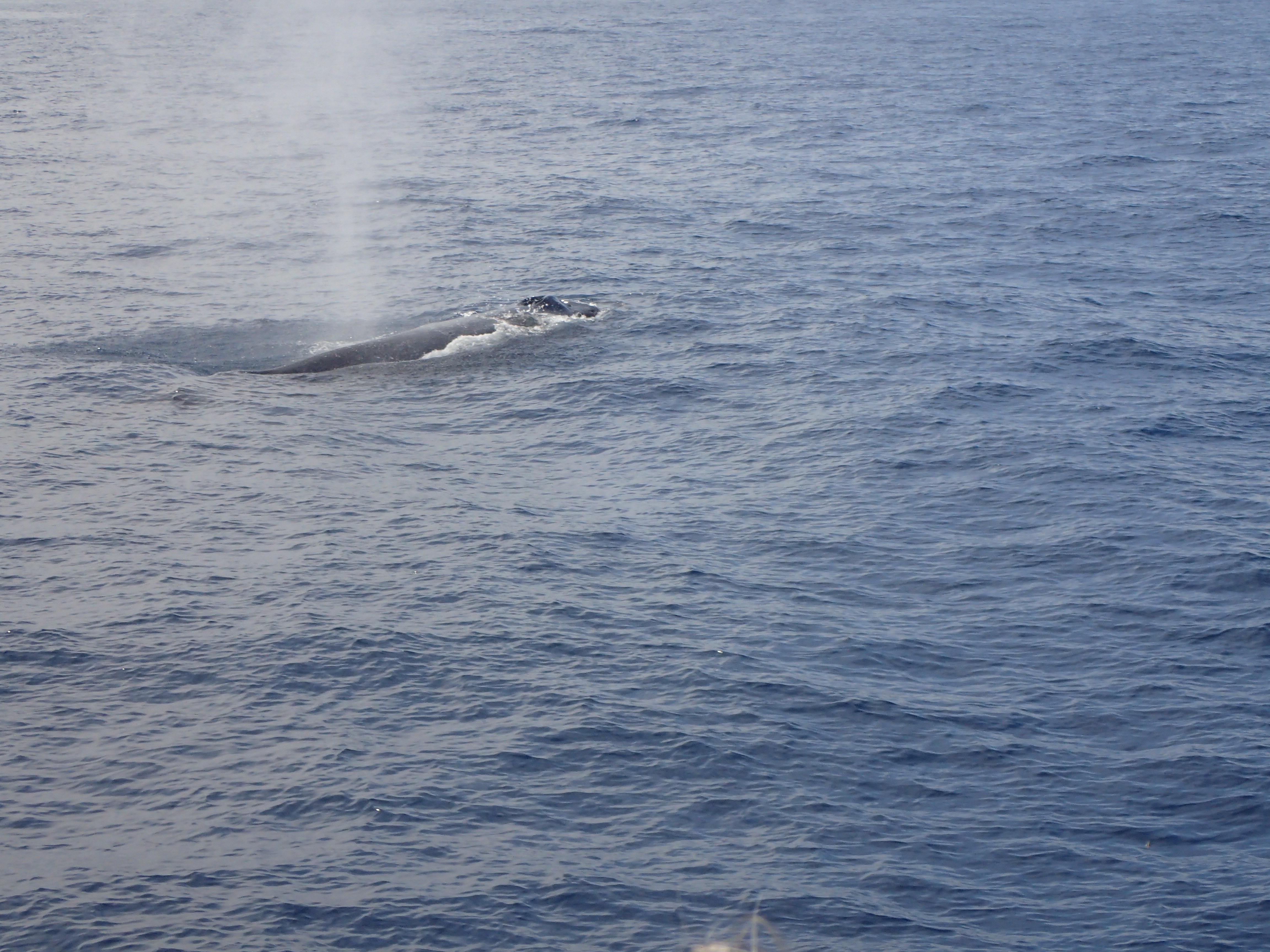 A humpback whale spouting