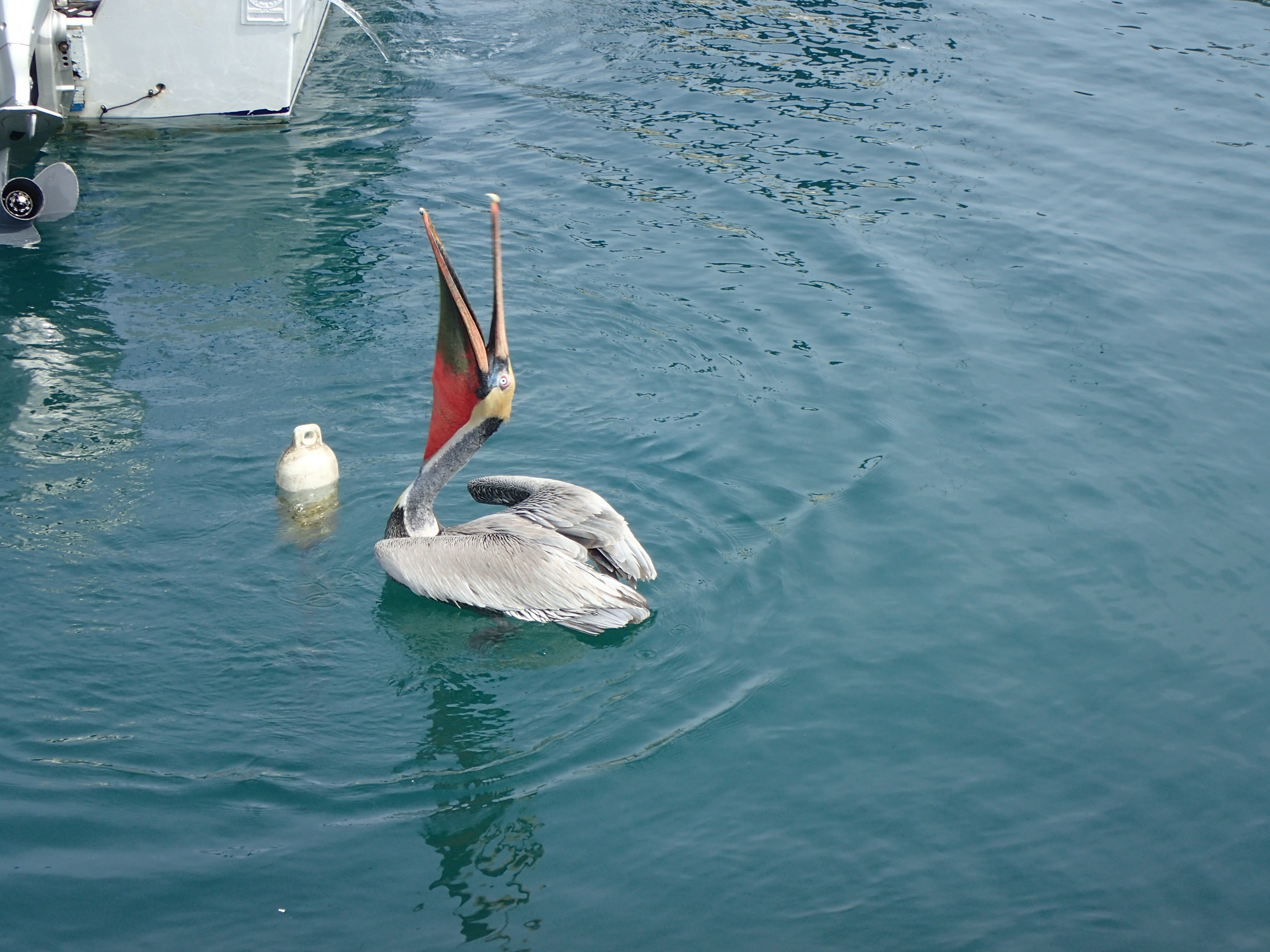 A pelican begging for food from a fisherman at Cabo San Lucas.