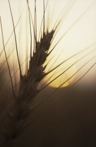 Aviv barley