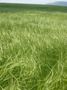 Non-aviv barley