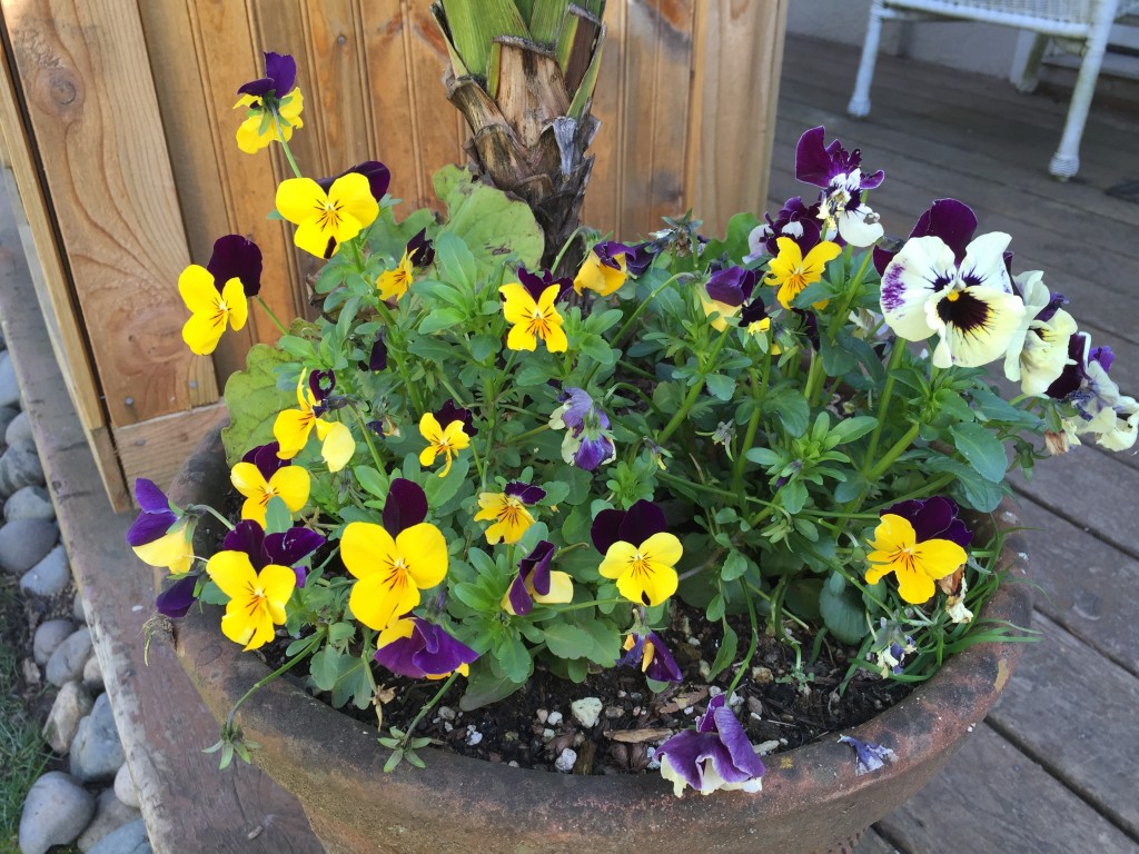 Multi-colored pansies in a pot at the door to my office.
