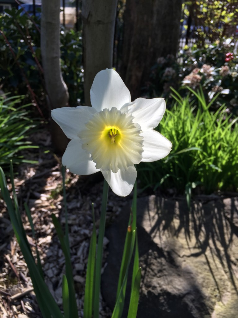 What's a spring garden without a daffodil?
