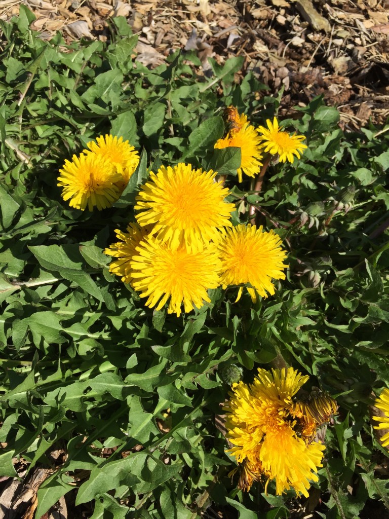Dandelion—even the flowering weeds are gorgeous. One man's weed is another man's ornamental flower.