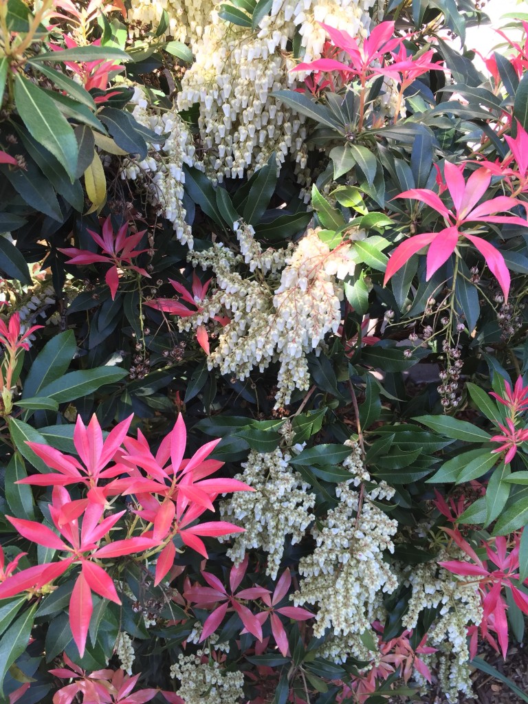 Another variety of pieris Japonica