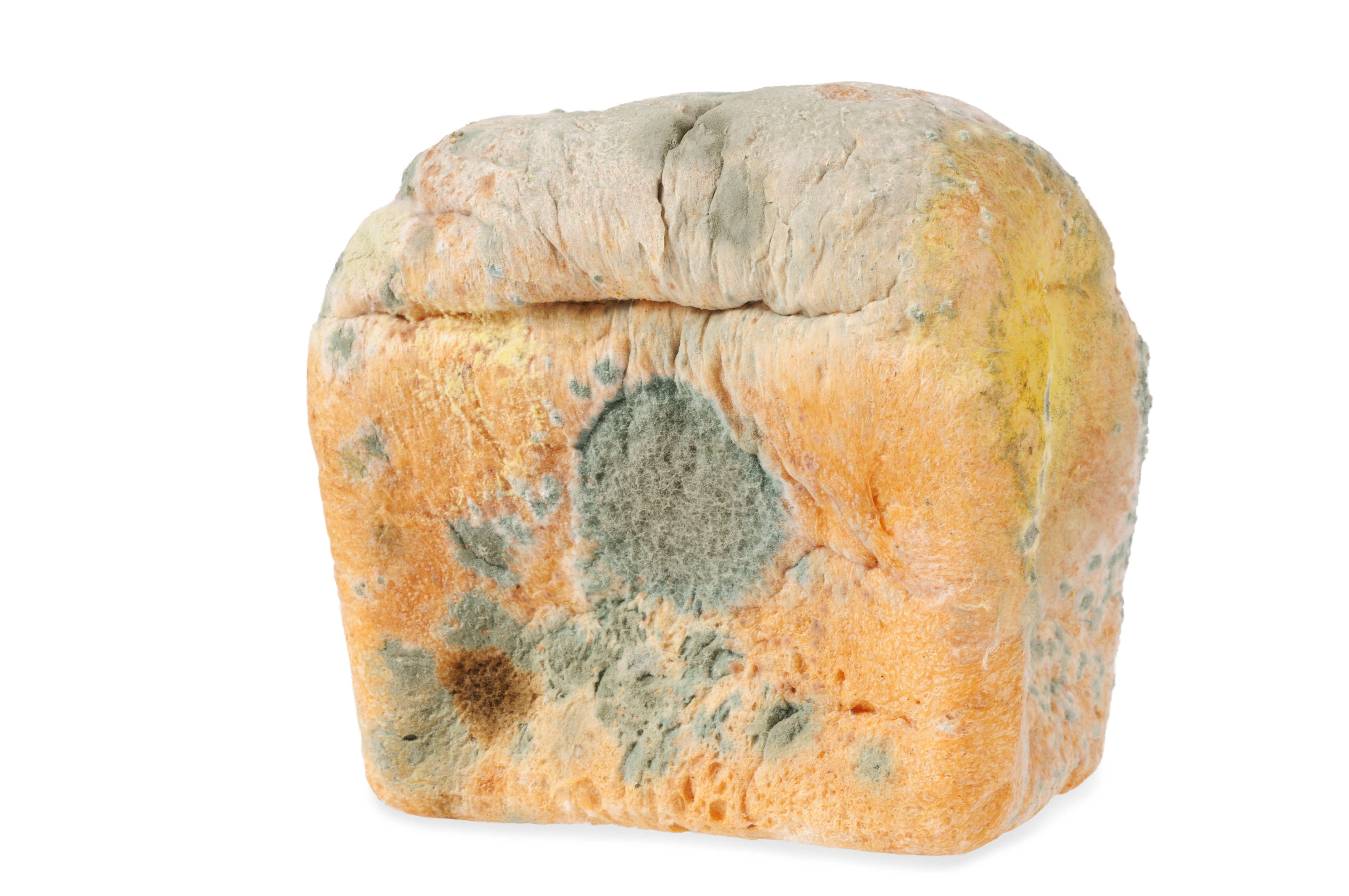 Moldy bread. Isolated