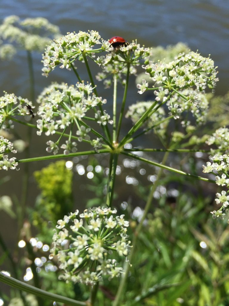 Water hemlock—the most poisonous plant in North America!