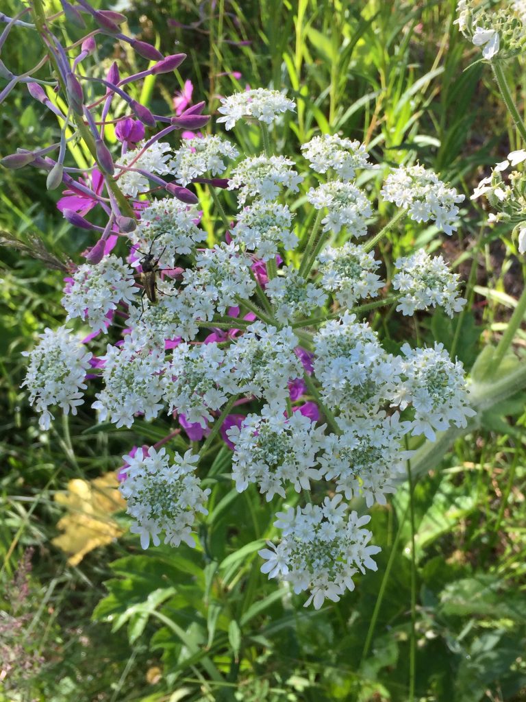 Cow parsnip and fireweed