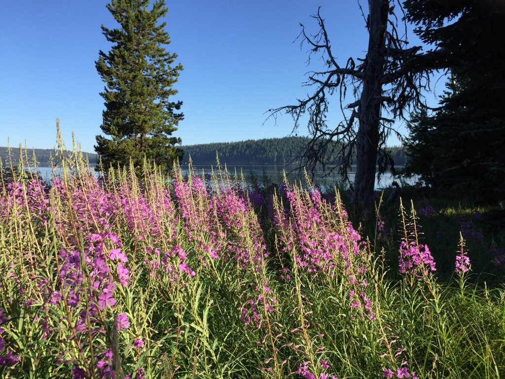 A meadow of  fireweed