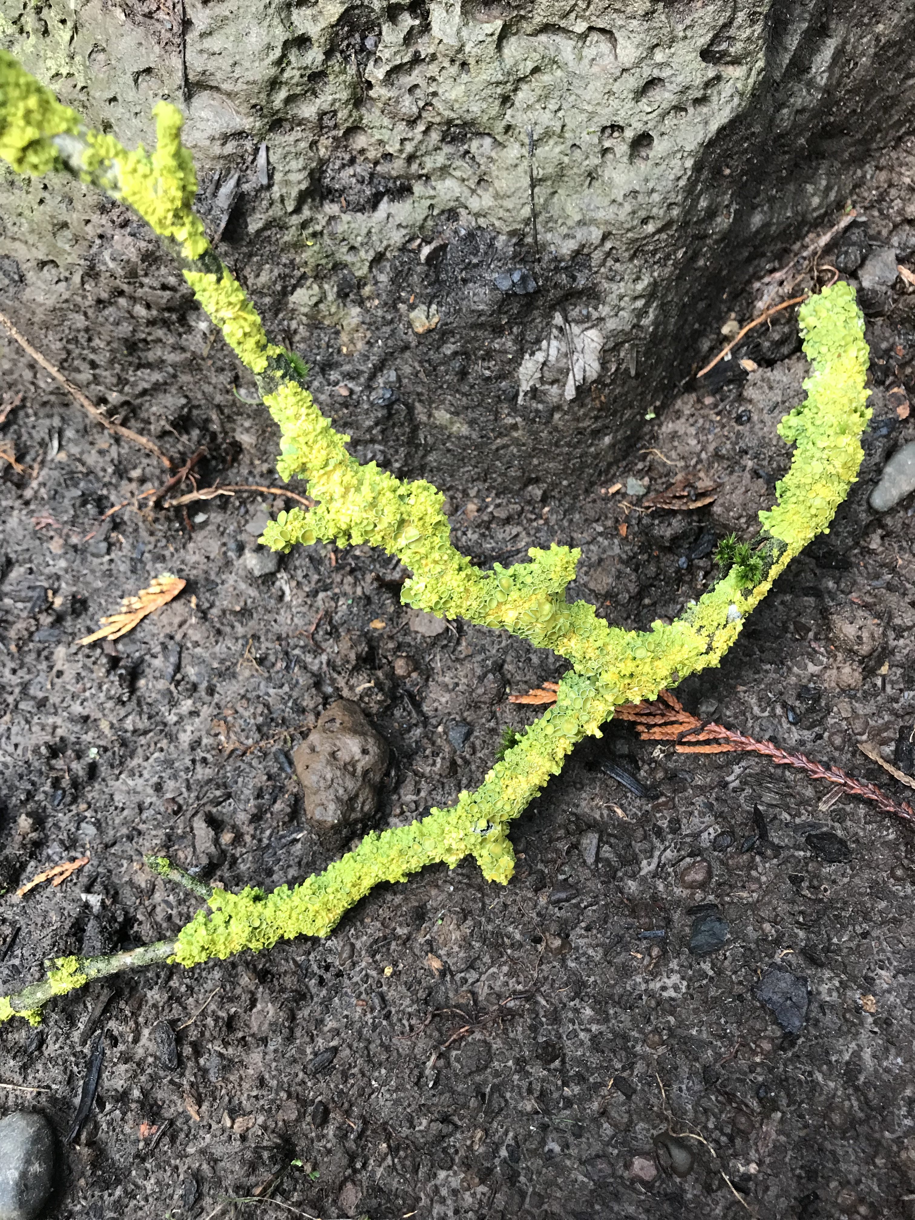 Mossy stick on rock