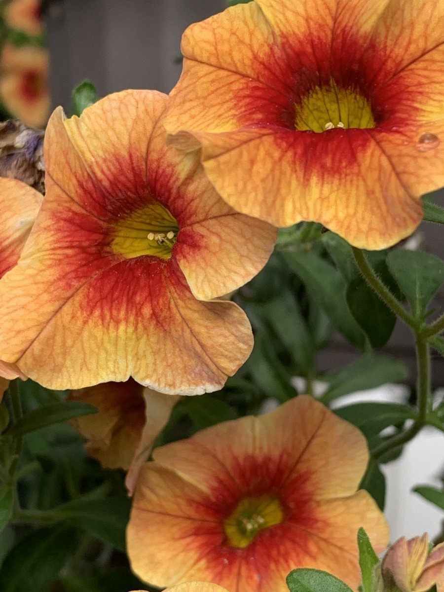 The flowers of my garden rejoice and declare the glory of YHVH Elohim